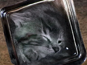 Katzenfoto